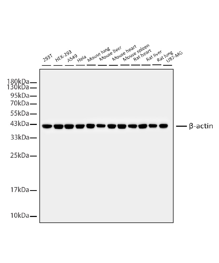 β-actin Monoclonal Antibody