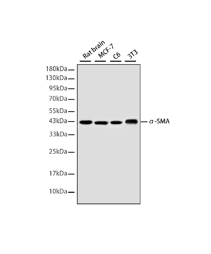 alpha Smooth Muscle Actin (3G2) Mouse mAb