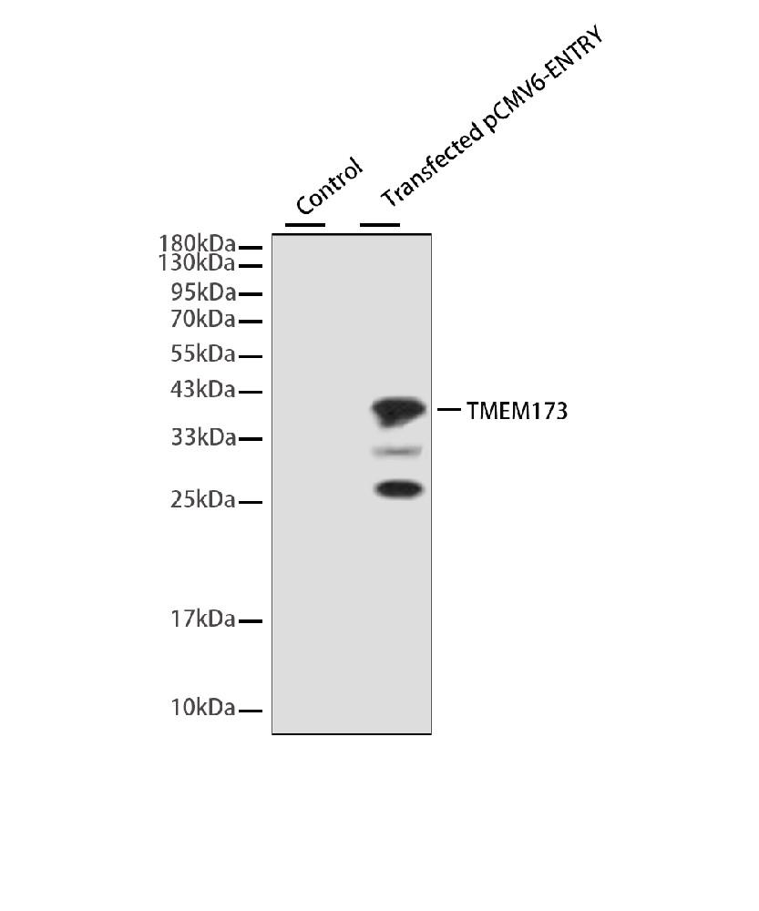 TMEM173 Mouse mAb