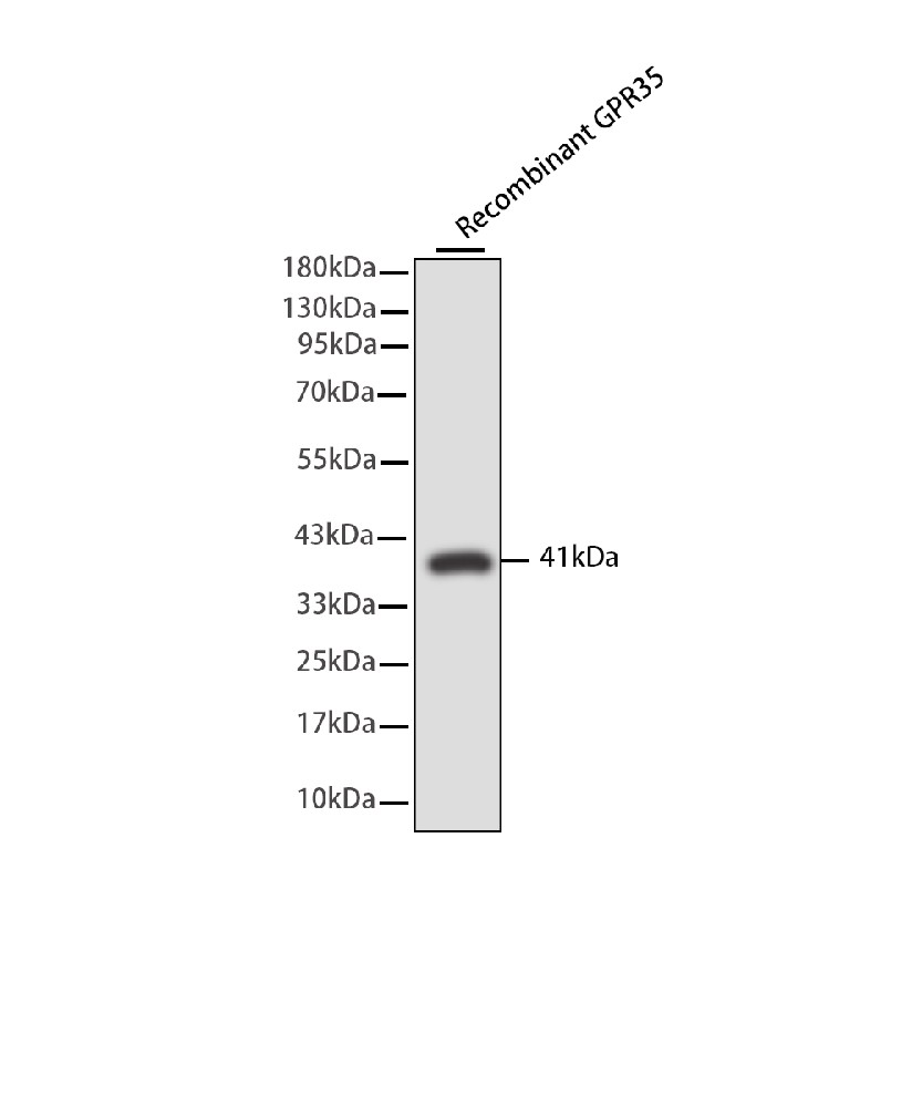 G Protein Coupled Receptor 35 (GPR35) Mouse mAb