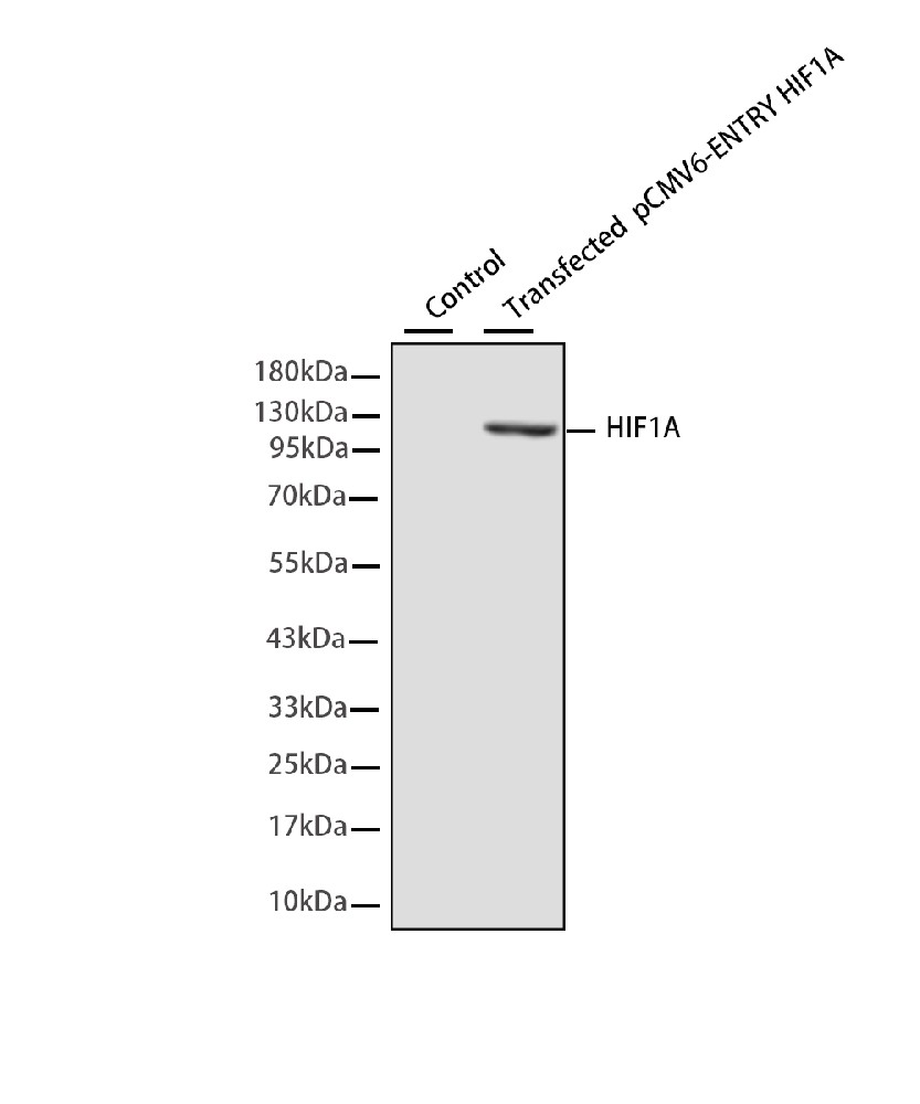 HIF1A Mouse mAb