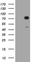 HIF3A (HIF3 alpha) Mouse mAb