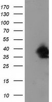 UBXN2B Mouse mAb