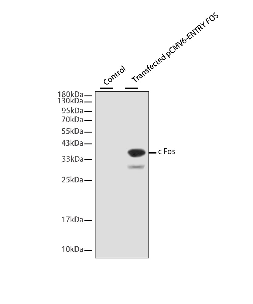 FOS Mouse mAb