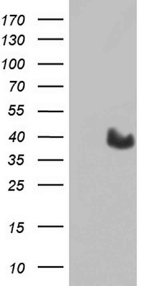 MYF5 Mouse mAb