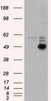 CD4 Mouse mAb