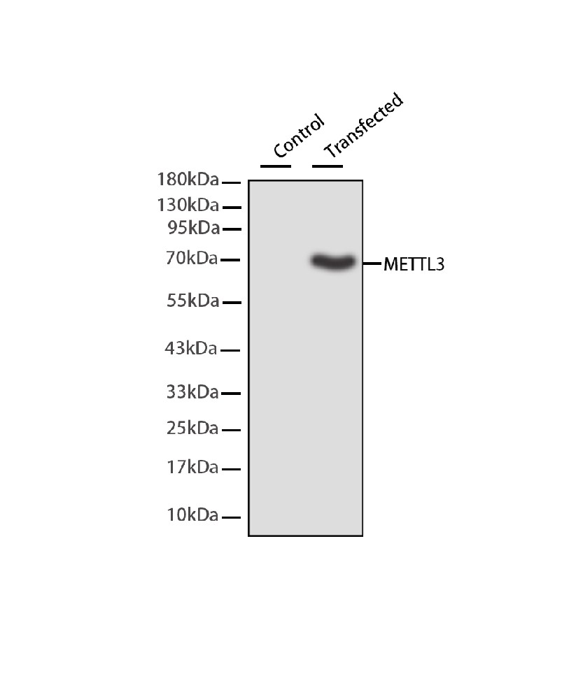 METTL3 Mouse mAb