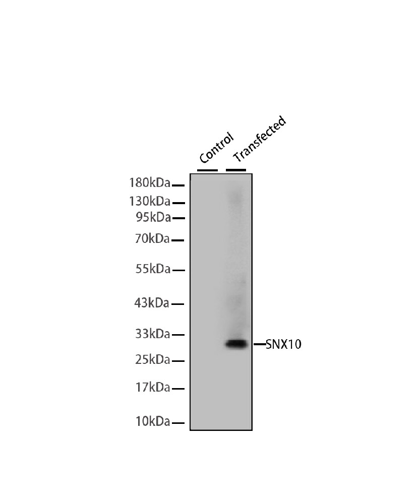 SNX10 Mouse mAb