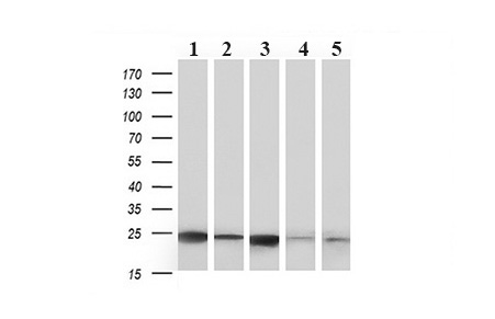 CD3E Mouse mAb