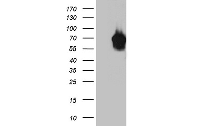 IRF2BP1 Mouse mAb