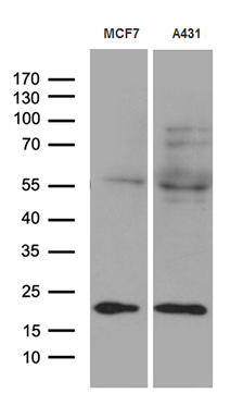 TIMM23 Mouse mAb