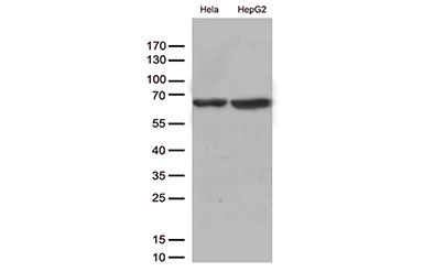 SLU7 Mouse mAb