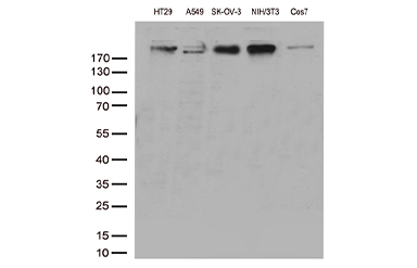 POLR2A Mouse mAb