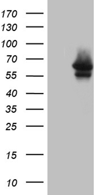 MYOT Mouse mAb