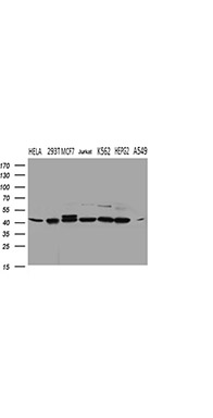 STX18 Mouse mAb