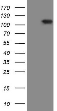 RGL2 Mouse mAb