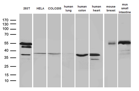 SFRP2 Mouse mAb