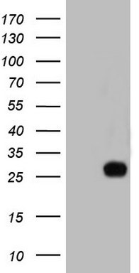 TET3 Mouse mAb