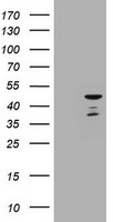 CBX8 Mouse mAb