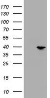 PRR11 Mouse mAb