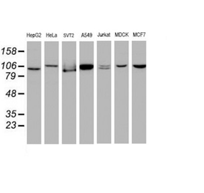CUL4B Mouse mAb