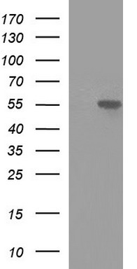 Purified MINPP1 Mouse mAb