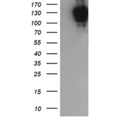 PCDH7 Mouse mAb
