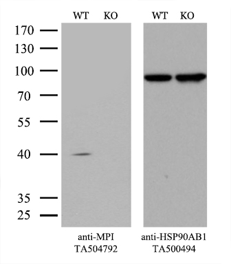 MPI Mouse mAb