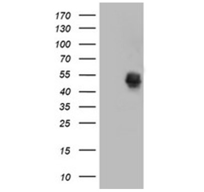CPA1 (Carboxypeptidase A1) Mouse mAb
