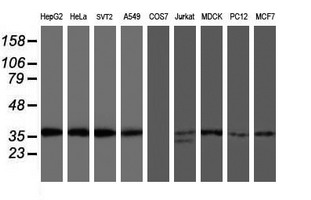 OSGEP Mouse mAb