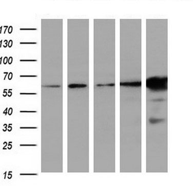 FAM84B Mouse mAb