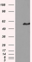 IFT57 (HIPPI) Mouse mAb