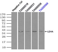 LDHA Mouse mAb