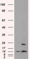 TMEM100 Mouse mAb