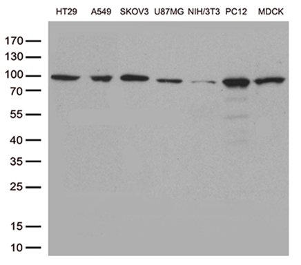 STAT3 Mouse mAb