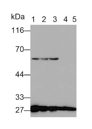 Tyrosine 3/Tryptophan 5 Monooxygenase Activation Protein Zeta (YWHAz) Monoclonal Antibody