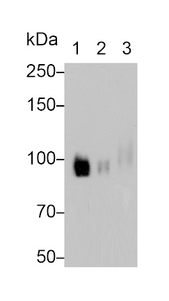 Colony Stimulating Factor Receptor, Macrophage (MCSFR) Monoclonal Antibody