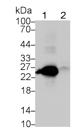 T-Cell Surface Glycoprotein CD3 Epsilon (CD3e) Monoclonal Antibody