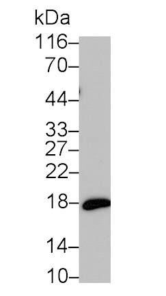 N-Terminal Pro-Atrial Natriuretic Peptide (NT-ProANP) Monoclonal Antibody
