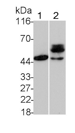 Phosphatase And Tensin Homolog (PTEN) Monoclonal Antibody
