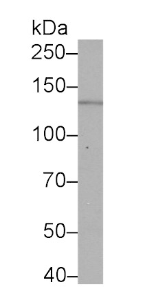 Nephrin (NPHN) Monoclonal Antibody