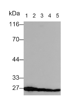 Tyrosine 3/Tryptophan 5 Monooxygenase Activation Protein Zeta (YWHAz) Monoclonal Antibody