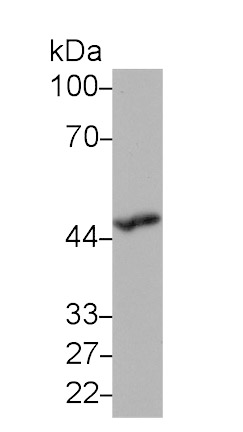 Serpin A10 (SERPINA10) Monoclonal Antibody
