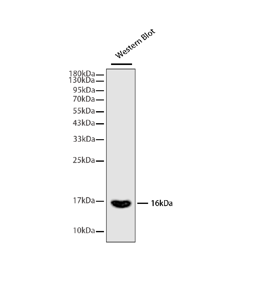Interferon Gamma (IFNg) Monoclonal Antibody