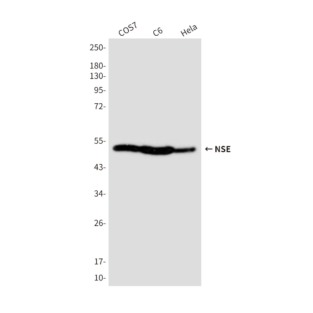 NSE (4C7) Mouse mAb
