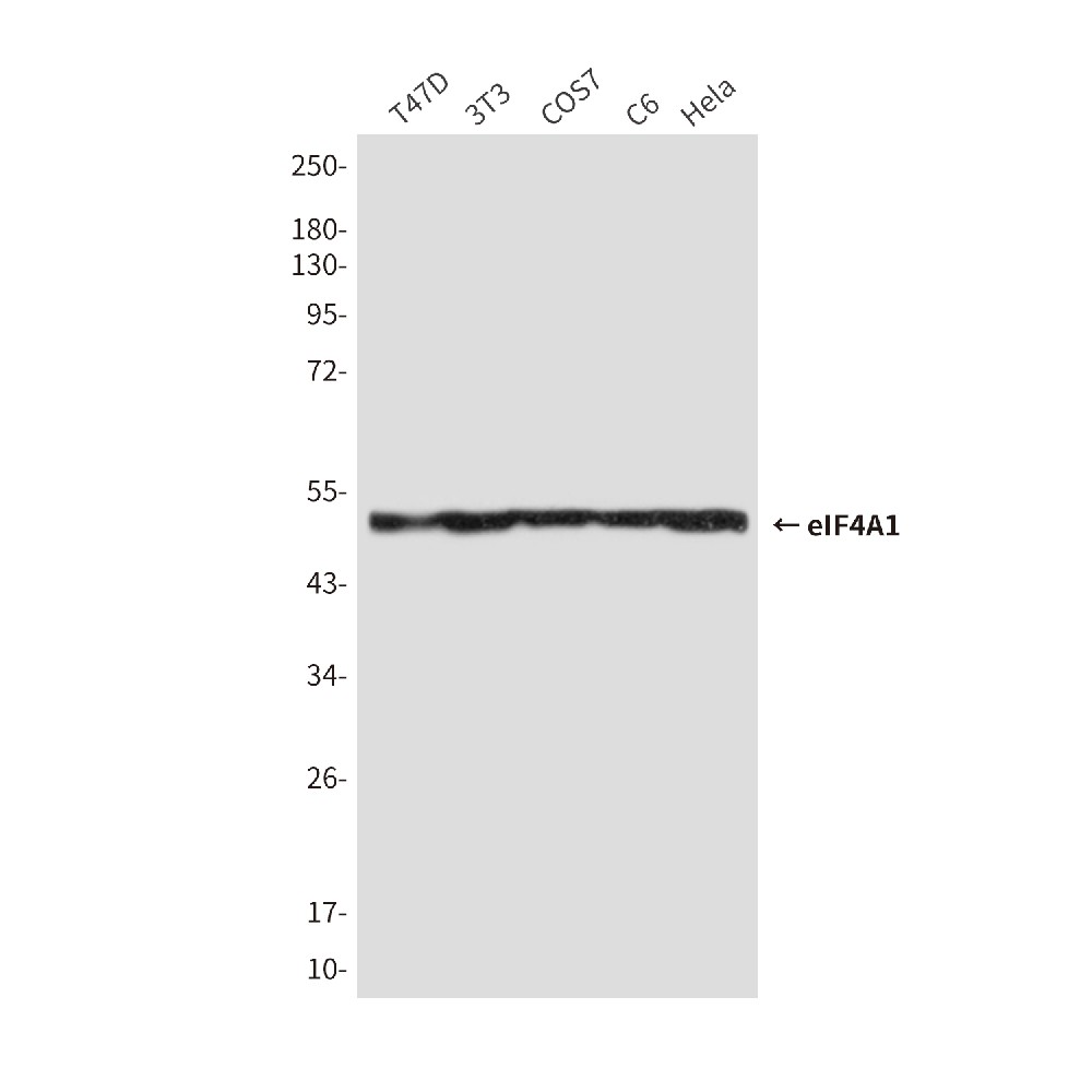 eIF4A1 (6D7) Mouse mAb
