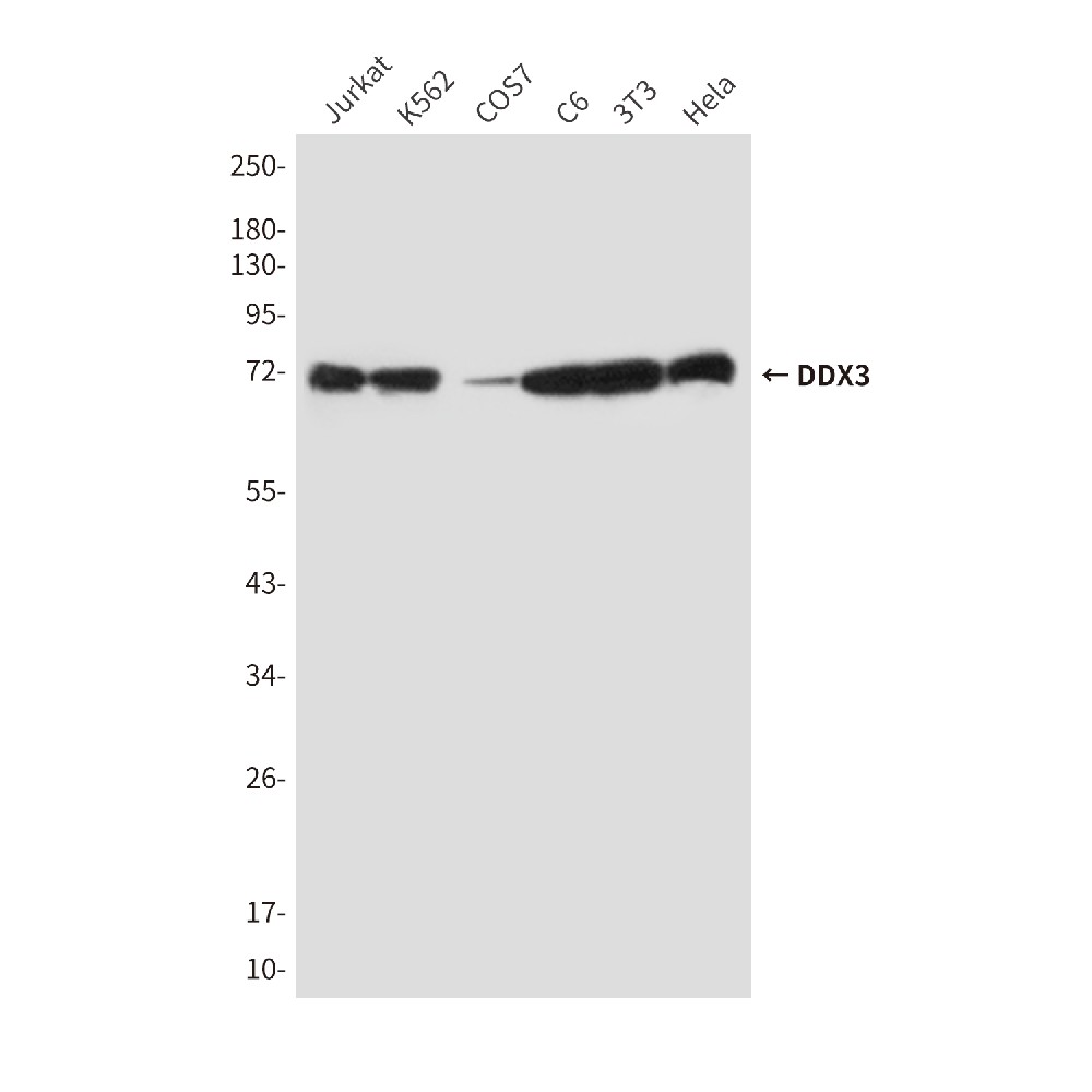 DDX3 (6G8) Mouse mAb