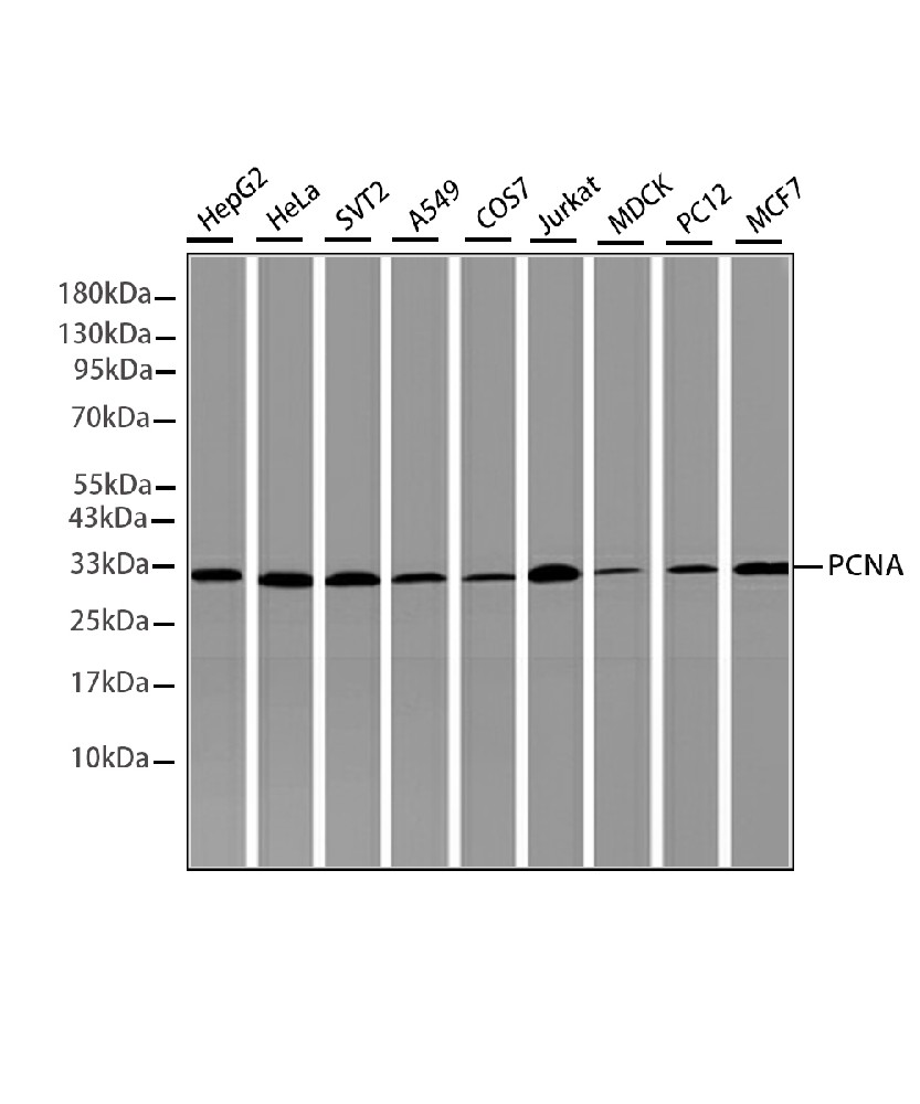 PCNA Mouse mAb