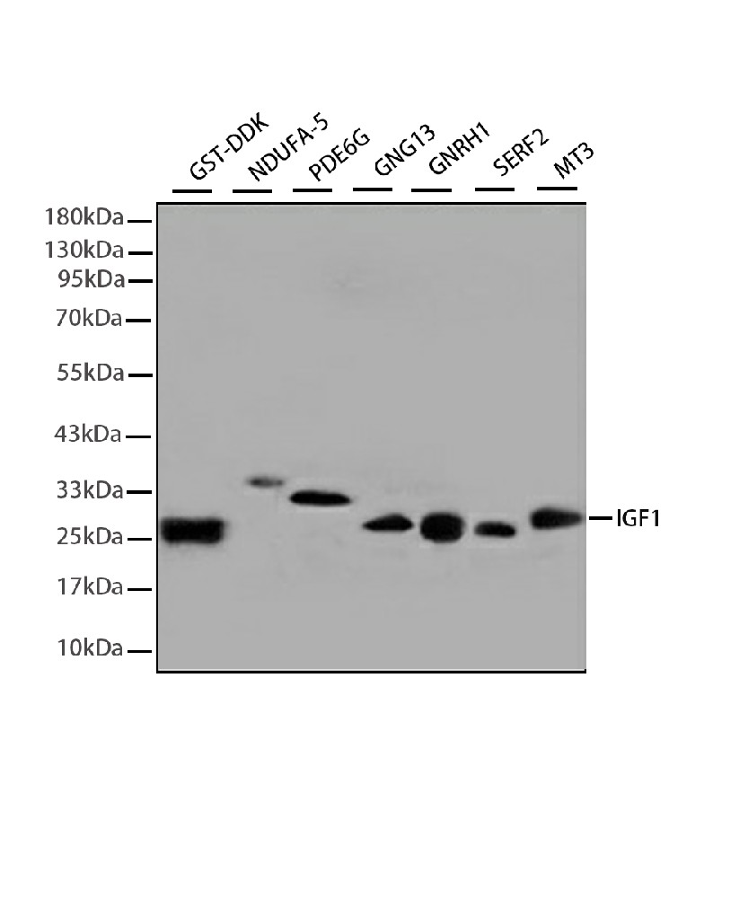 GST Tag Mouse mAb
