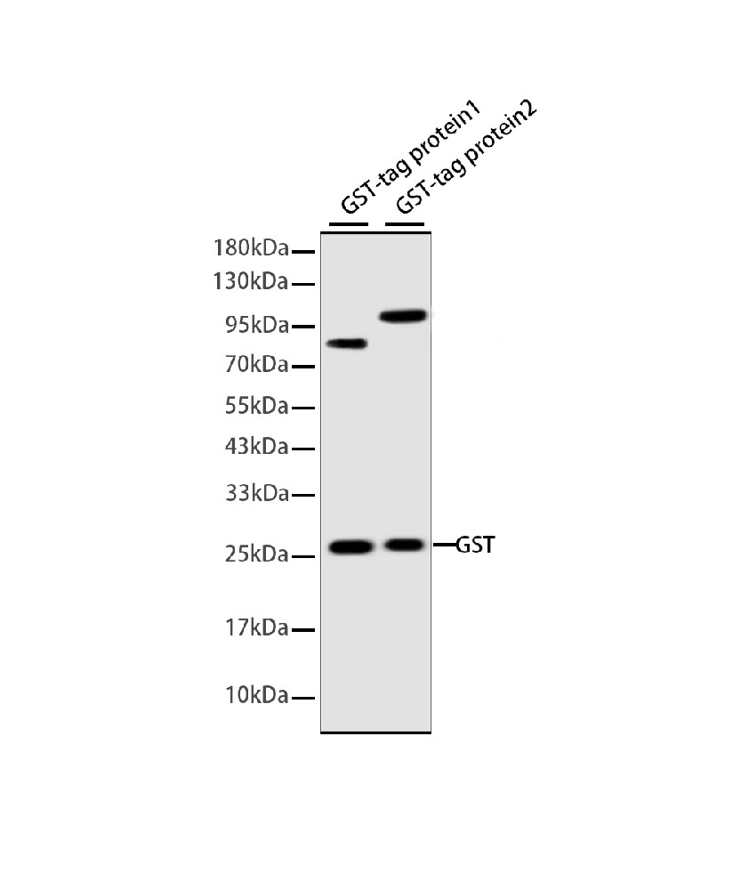 GST Tag  Rabbit mAb